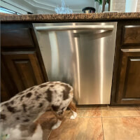 Bosch Dishwasher Repair